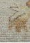 erbe ivory wool Hand Knotted Rug - CloseUp erbe ivory wool Hand Knotted Rug - CloseUp