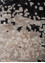 entropy grey and black wool and bamboo silk Hand Knotted Rug - CloseUp entropy grey and black wool and bamboo silk Hand Knotted Rug - CloseUp