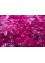 lacuna pink and purple wool Hand Knotted Rug - CloseUp lacuna pink and purple wool Hand Knotted Rug - CloseUp